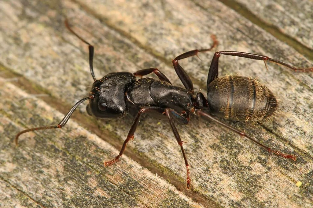 Carpenter ants like to invade your home