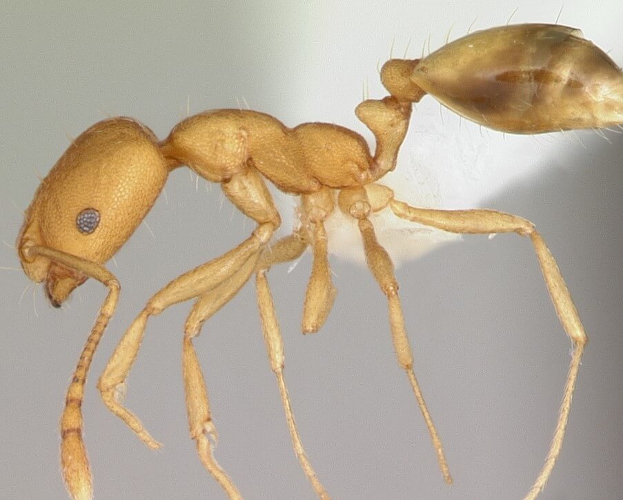 Pharaoh ant 