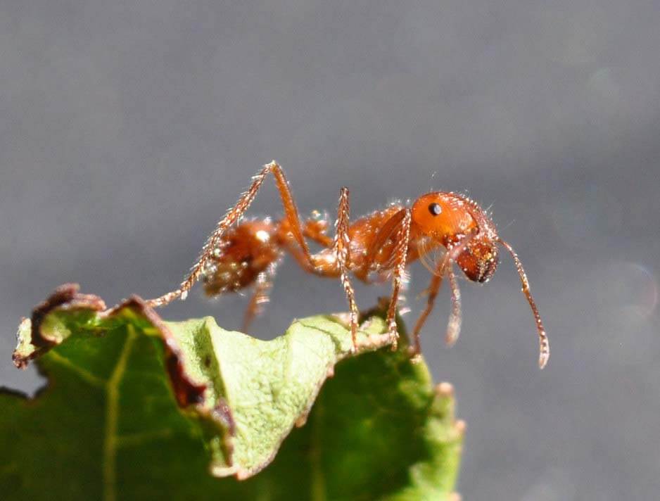 Fire ant