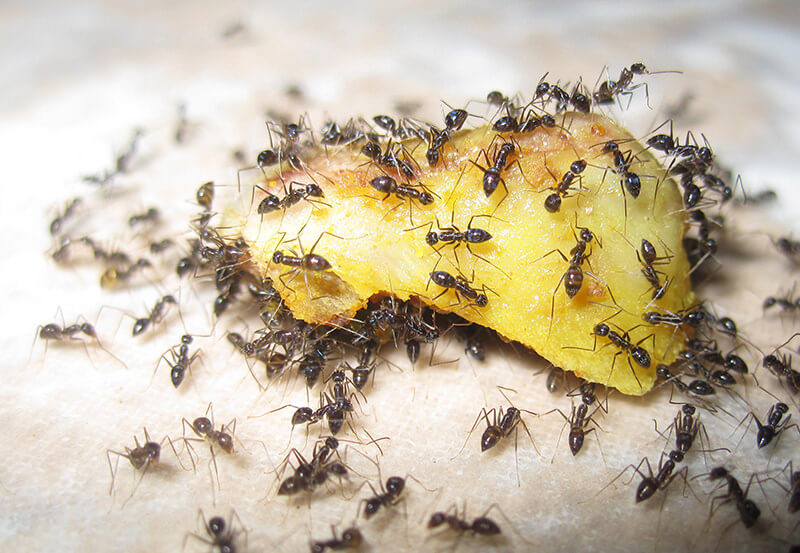 ant colony on a food source