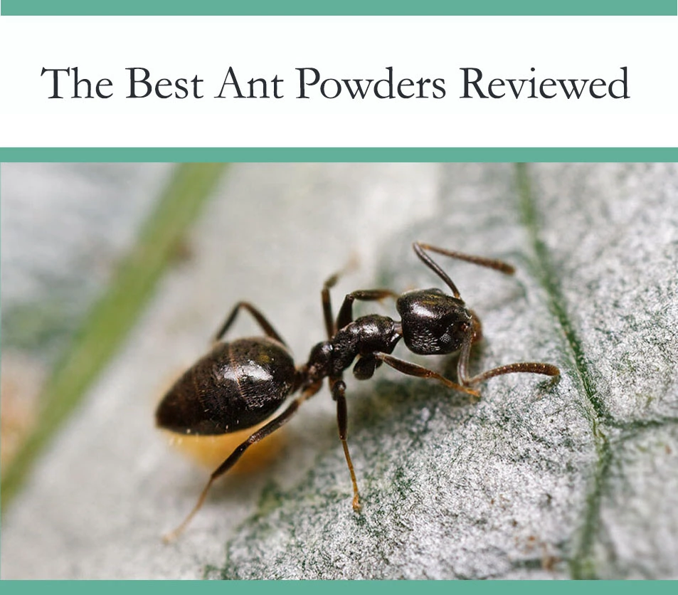 Best Ant Powders Tested and Reviewed