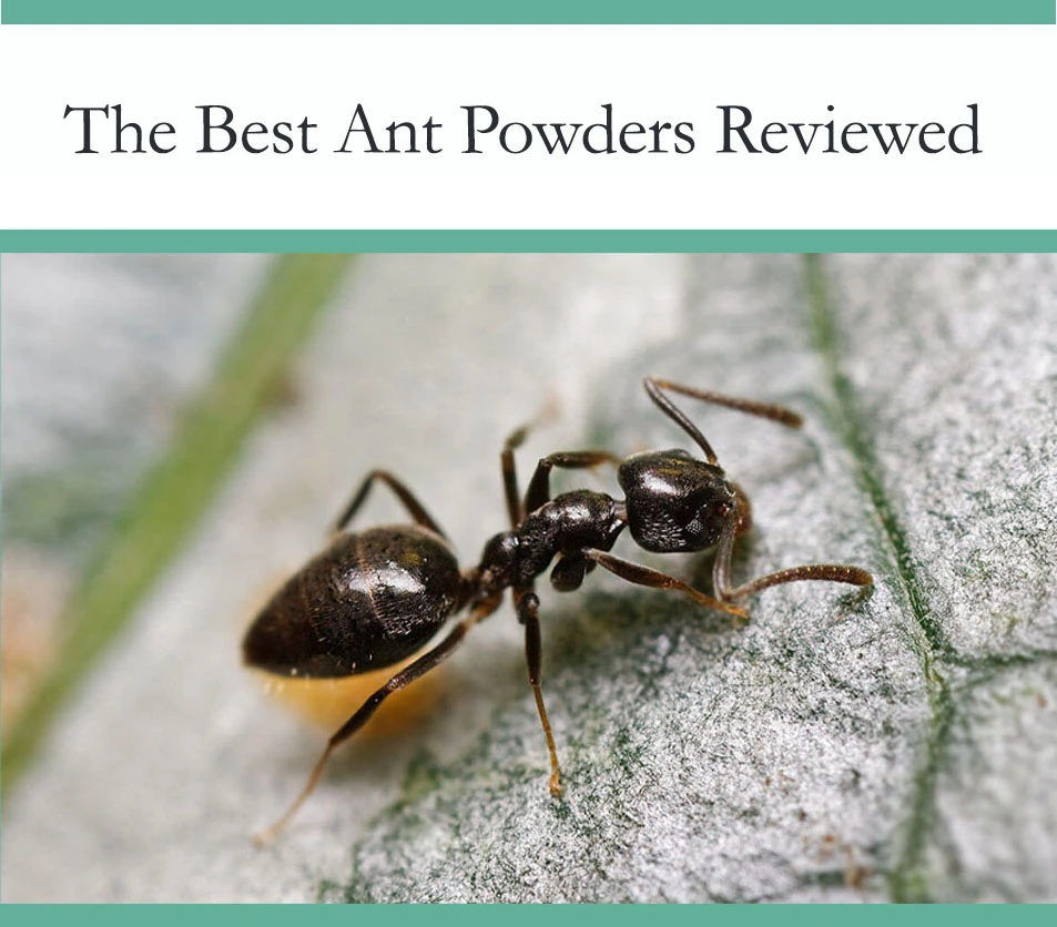 Ant Powders reviewed