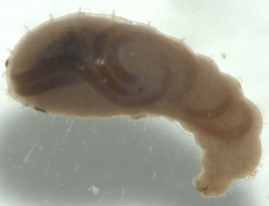 Fire ant larvae