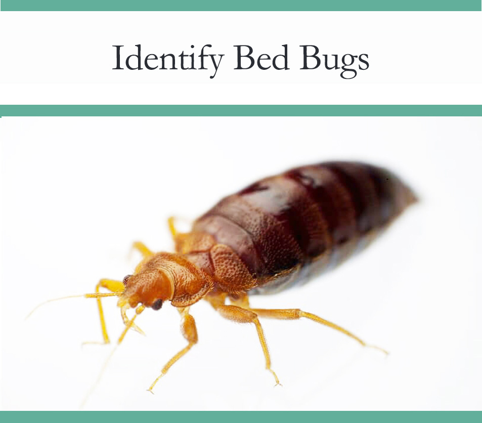 Quickly Identify Bed Bugs