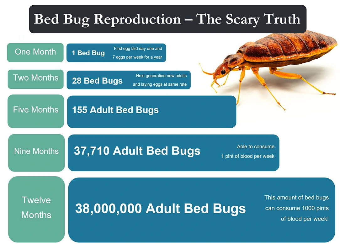 Lifecycle and reproduction rate of bed bugs
