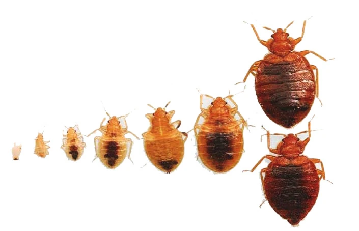 Bed bugs in different colors and growth stages