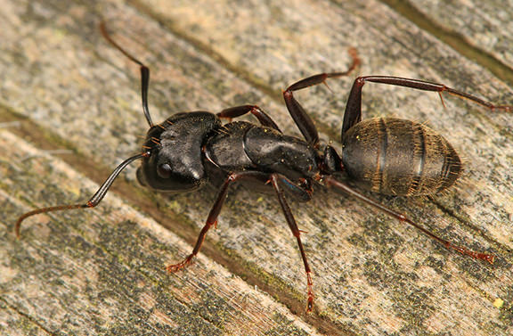 Carpenter ant