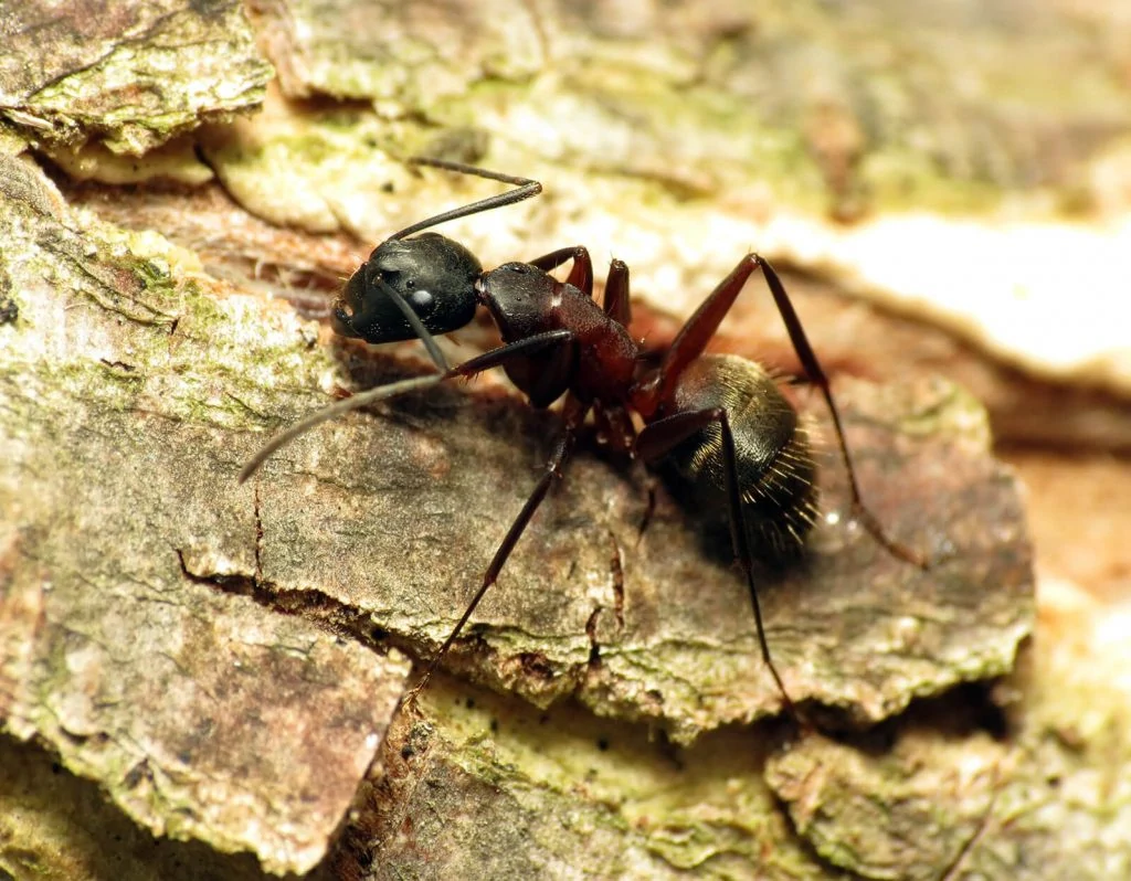 Carpenter Ants