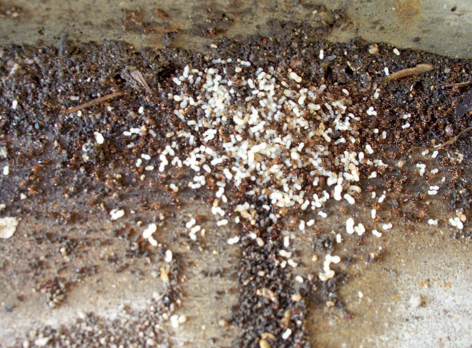 Fire ant eggs