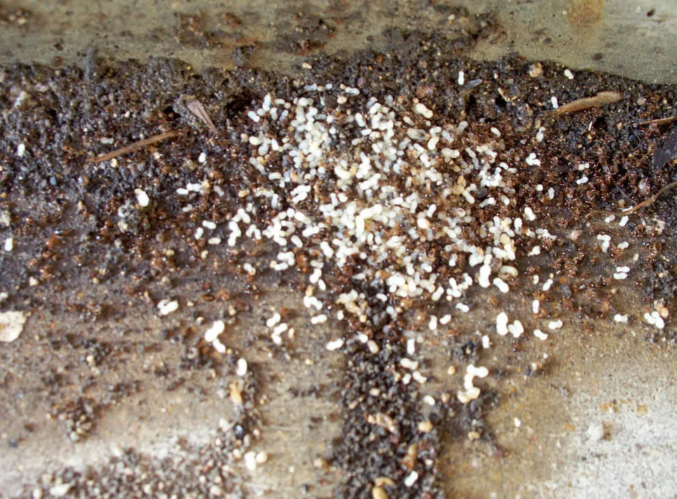 Fire ant eggs