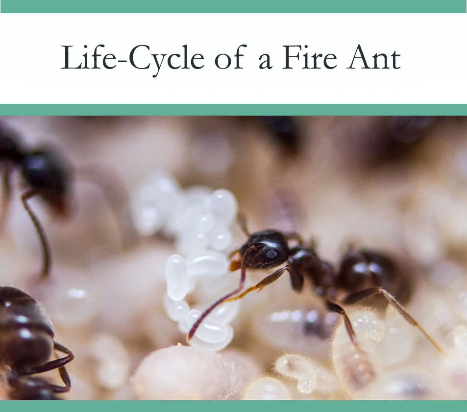Life Cycle of Fire ants