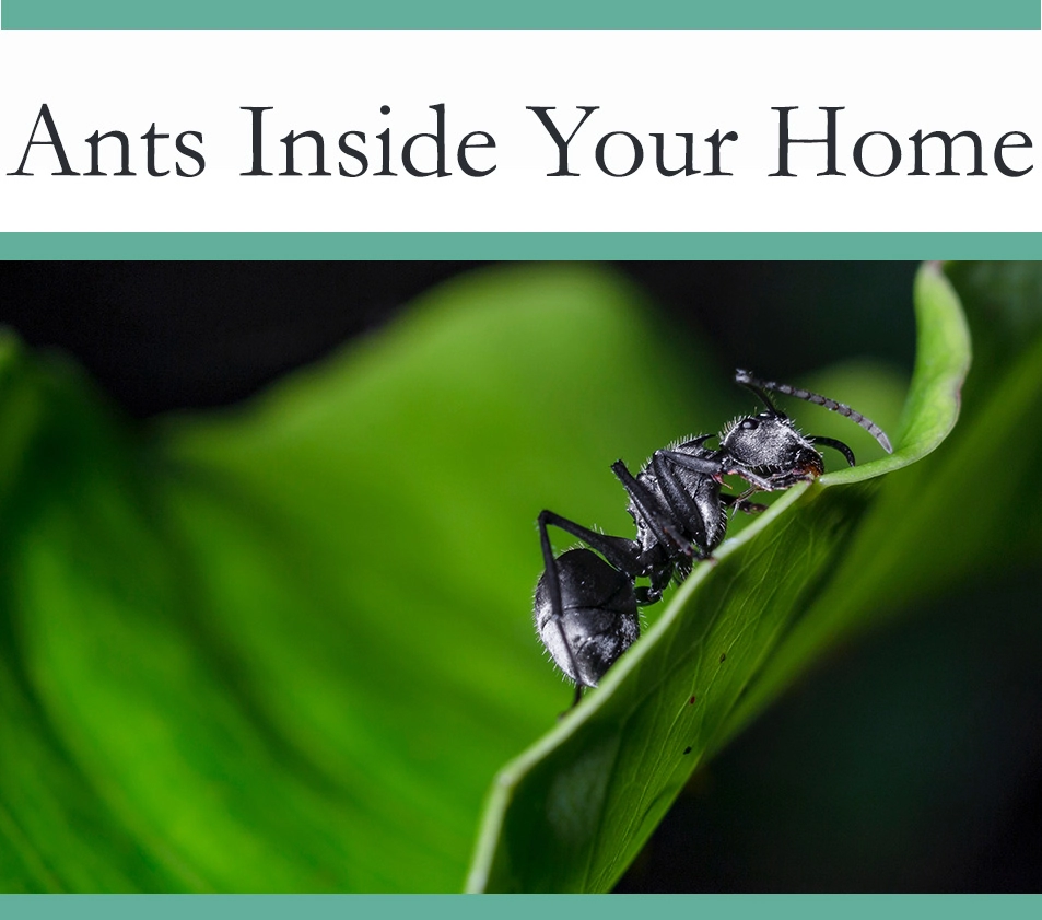 Ants Inside your home