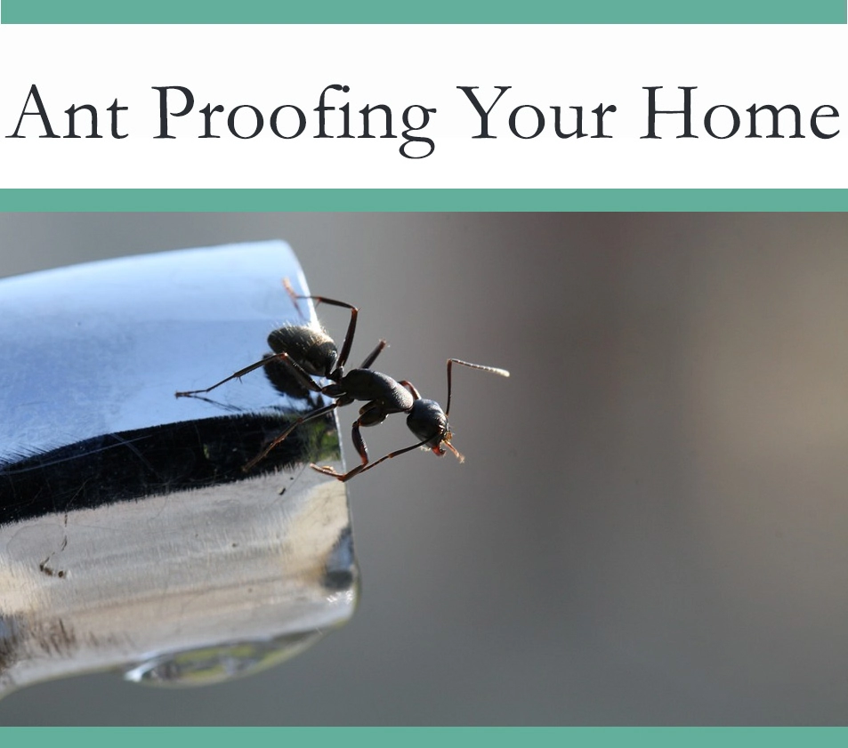 Ant Proof your home