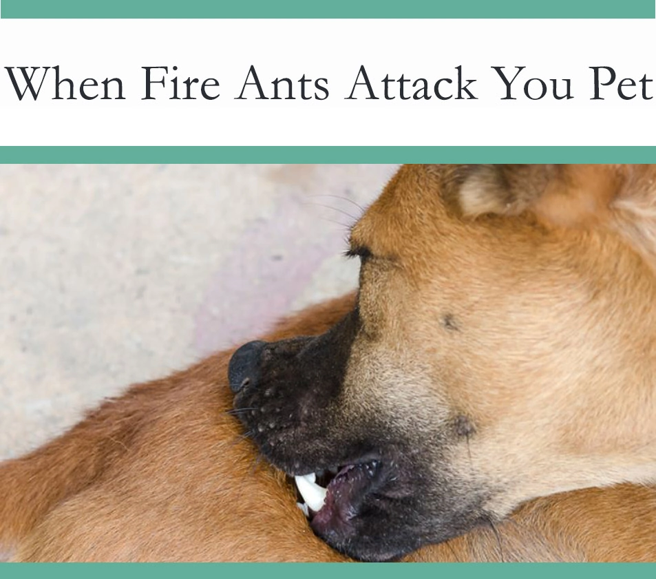 Fire ants attacking a dog