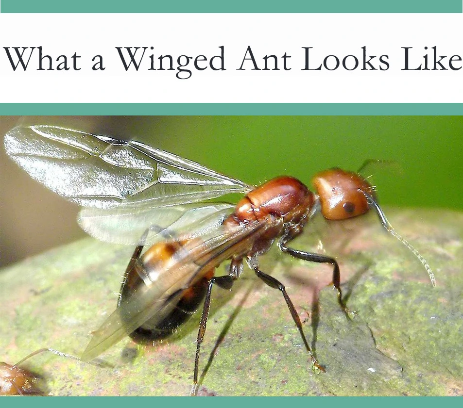 Flying ant with wings