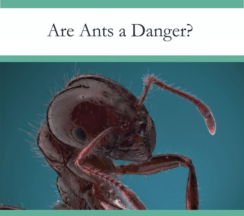 Are Ants Dangerous?