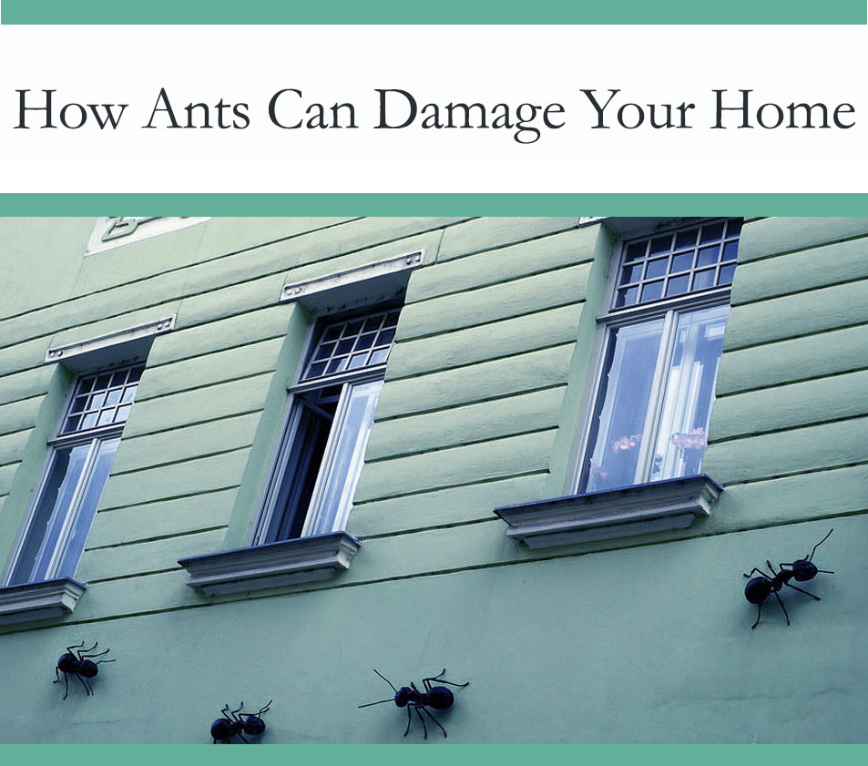 How ants & termites damage cause structural damage to your home