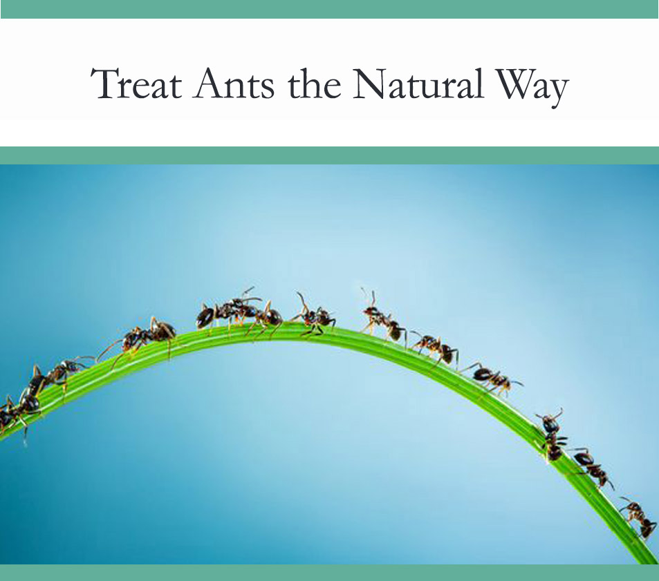 Natural ant treatment