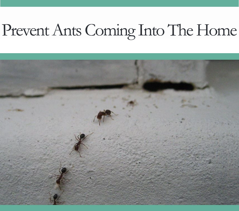 howto prevent ants from entering your house