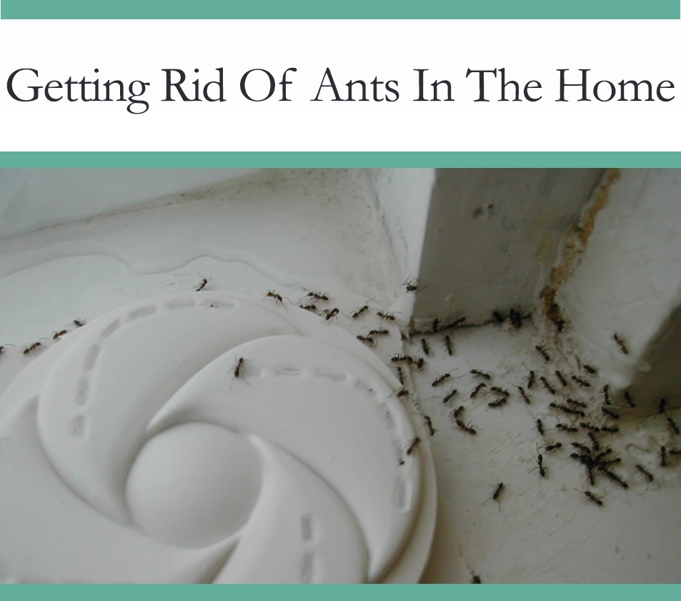 Howto get rid of ants in your home