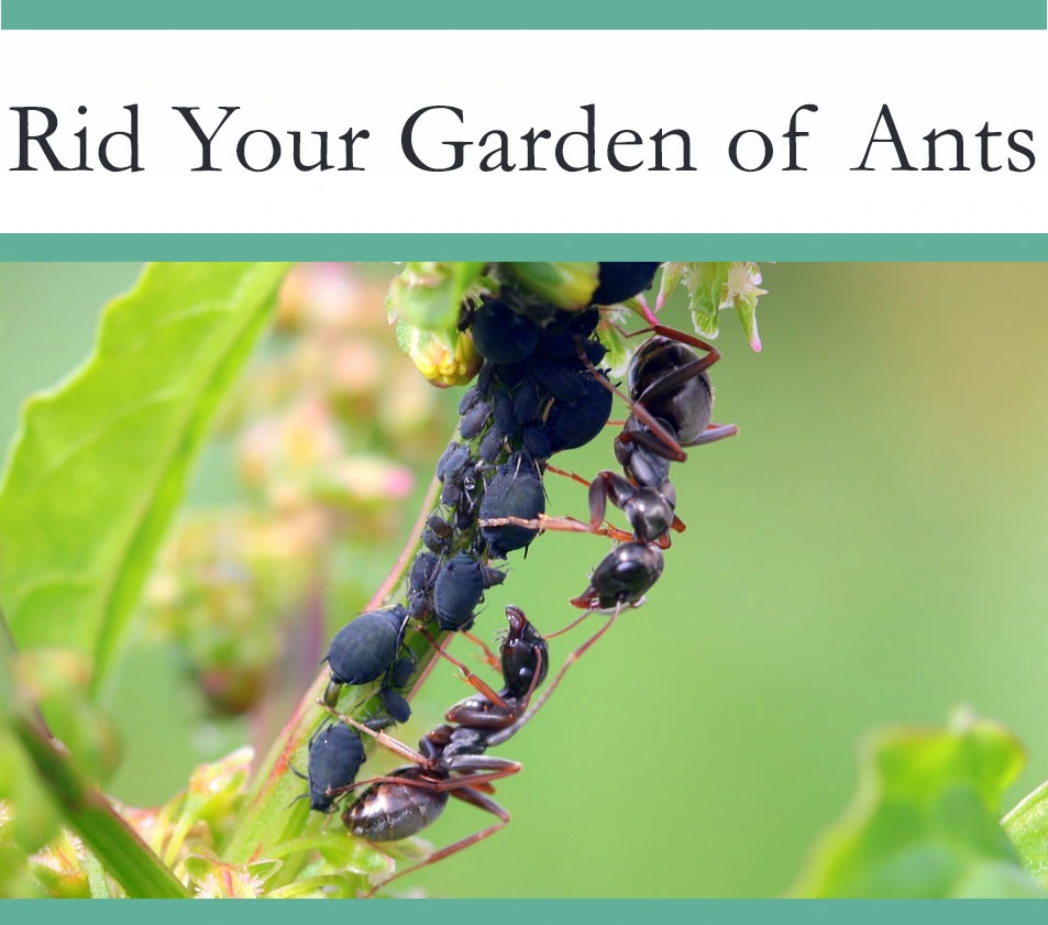 Get rid of ants in your garden