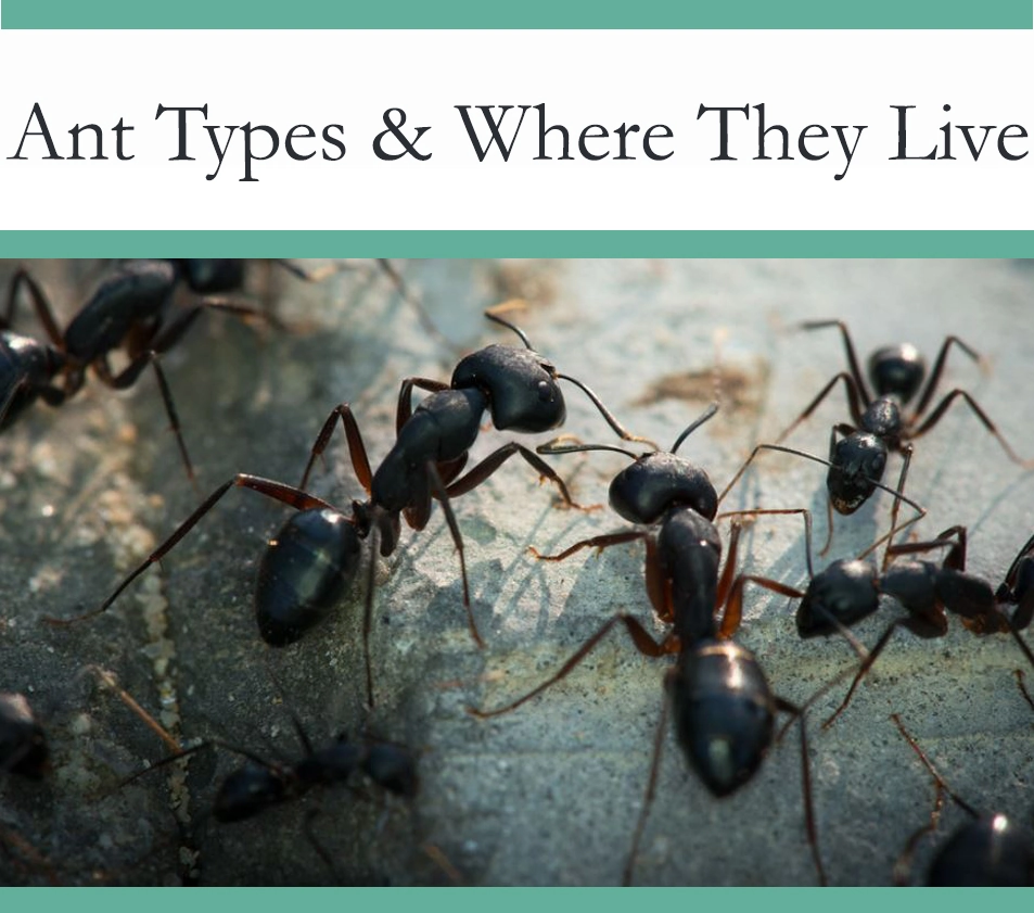 Different Type of Ants