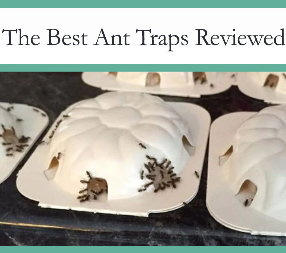 Best Ant traps and Bait Stations