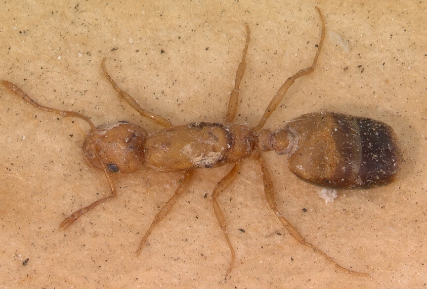 Pharaoh Ant
