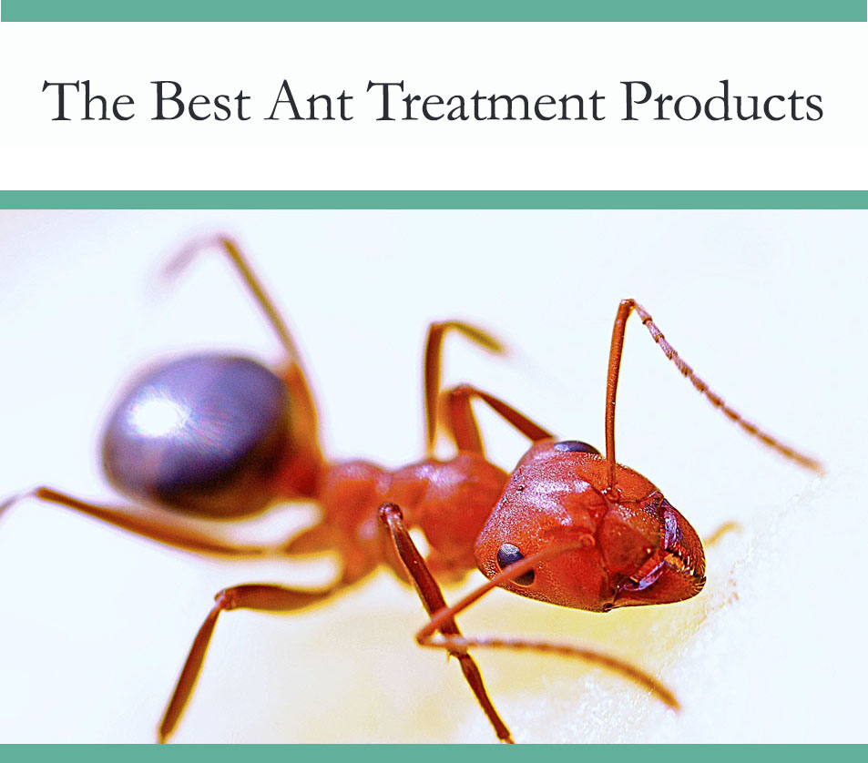 Best ant treatment product - get rid of ants efficiently