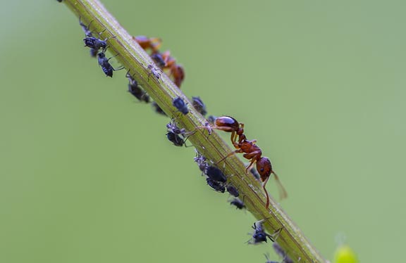nematodes deal with ants