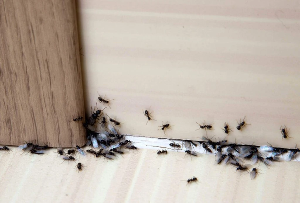 Ants entering a home