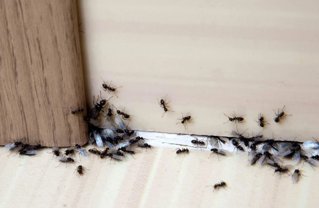 ant colony invading a house