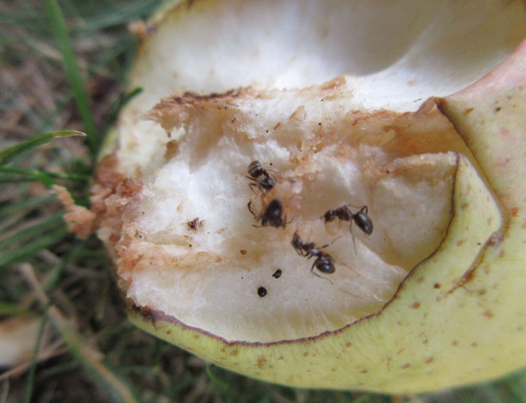 Ants attracted to human food
