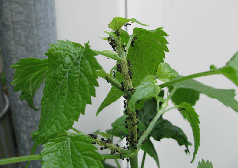 Ant infested plant