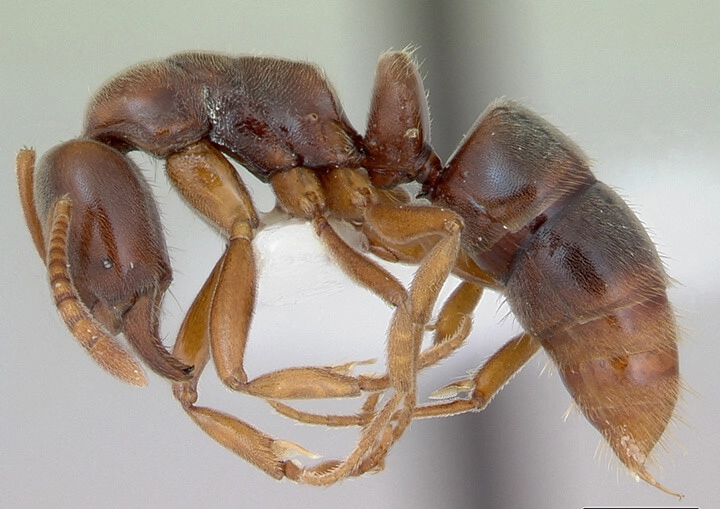 Argentine Ants