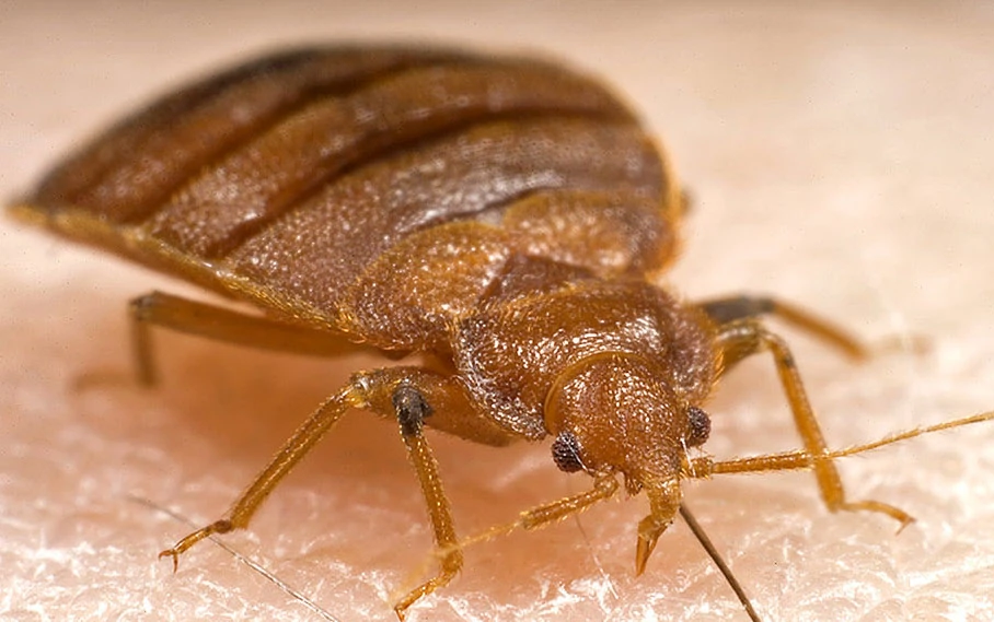closeup of a bed bug