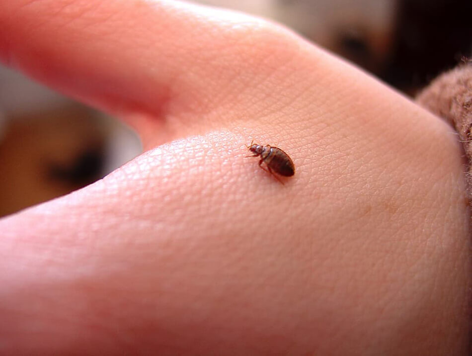 Adult bed bug on a humas hand