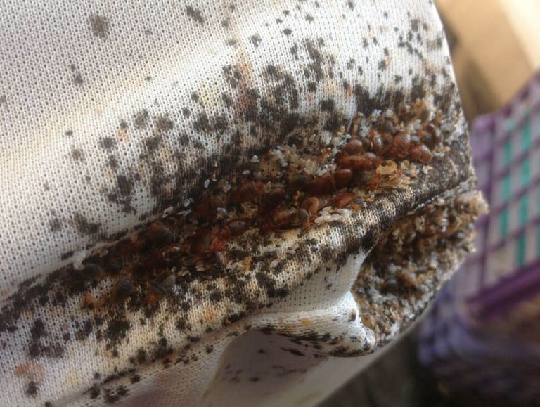 What Do Bed Bugs Look Like? The Pest Advice