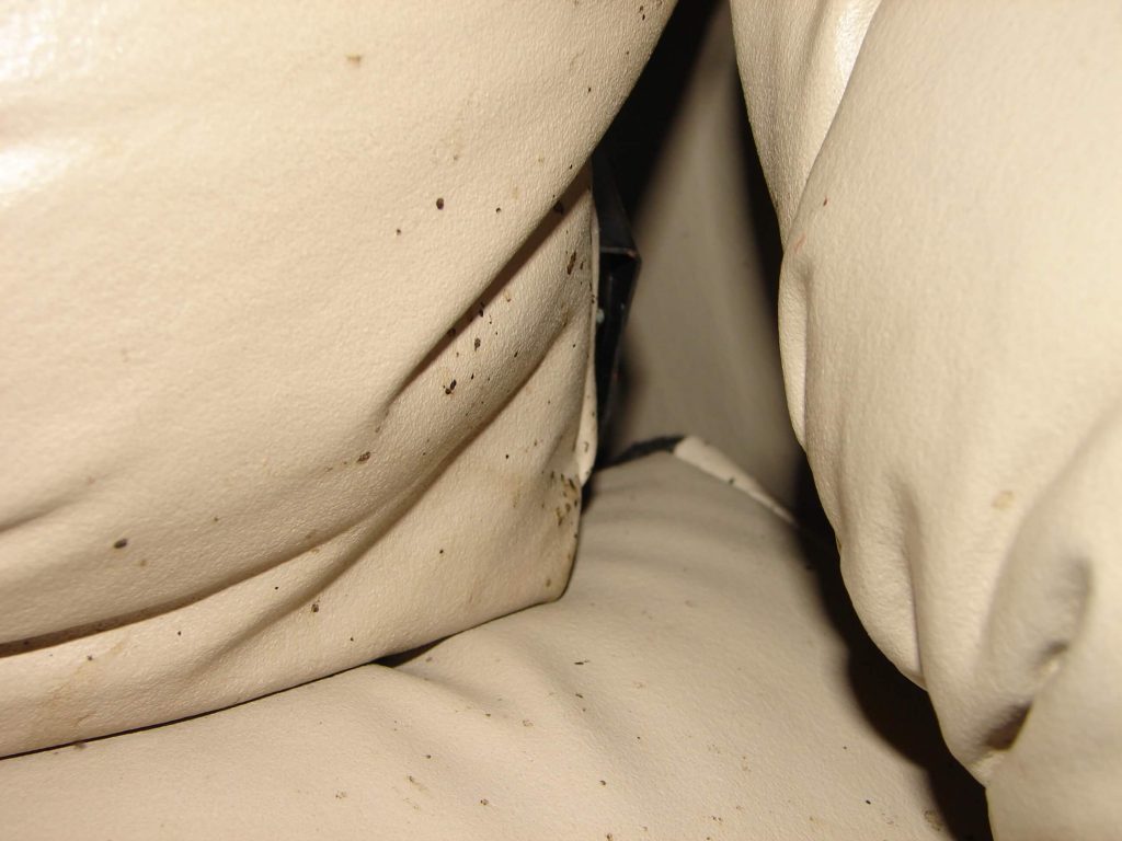 can bed bugs live in a sofa