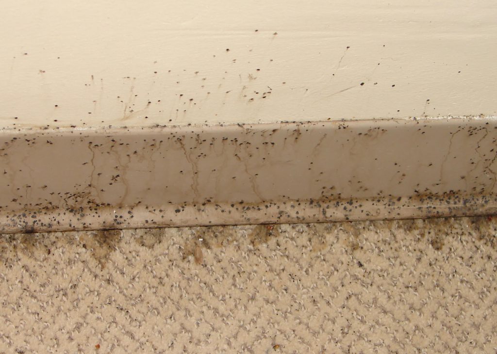 What Do Bed Bugs Look Like? - The Pest Advice