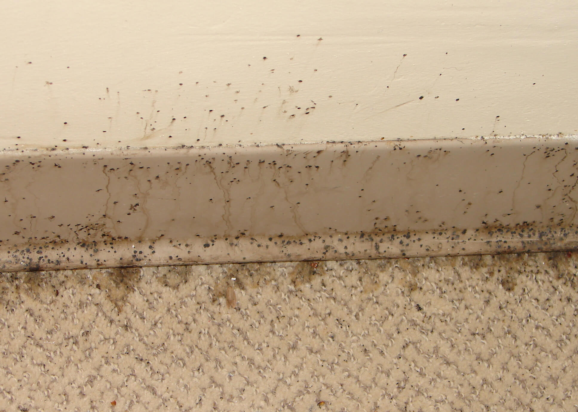 What Do Bed Bug Droppings Look Like