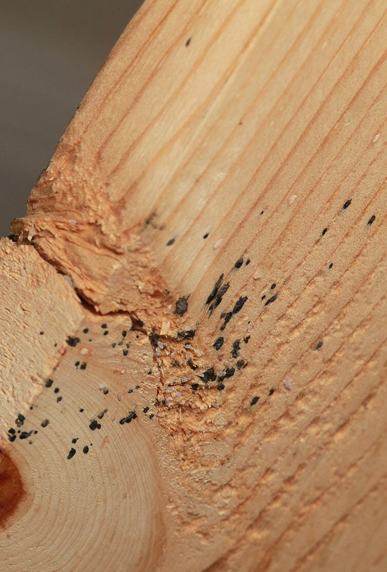 What Do Bed Bugs Look Like? - The Pest Advice