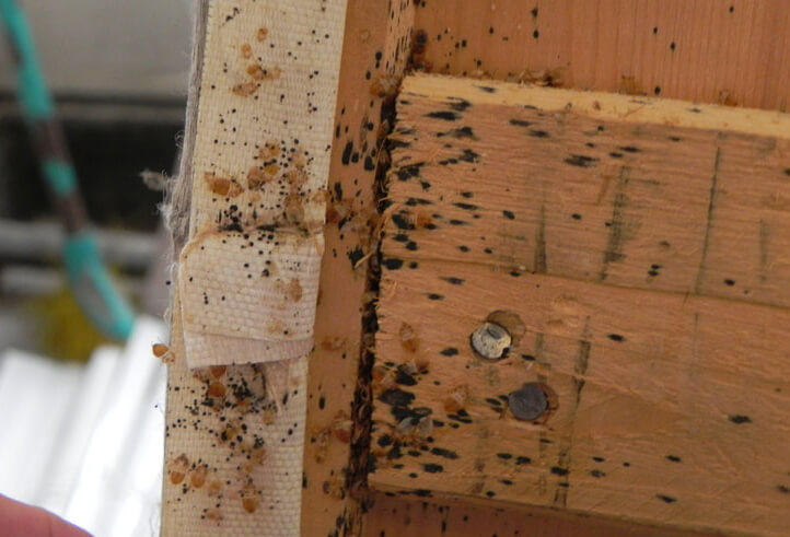 pic Can Bed Bugs Live In Wooden Bed Frames what do bed bugs look like the pest