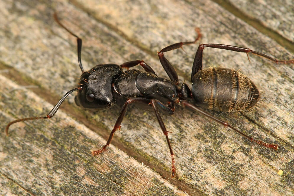 Carpenter ant closeup