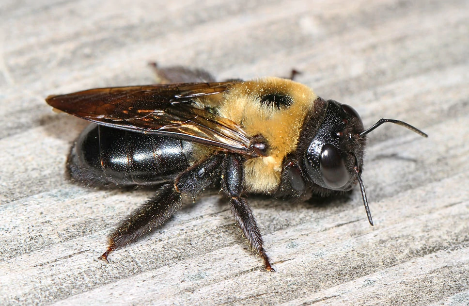 Carpenter Bee