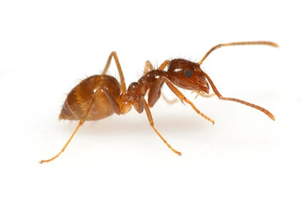 Controlling Crazy Ants