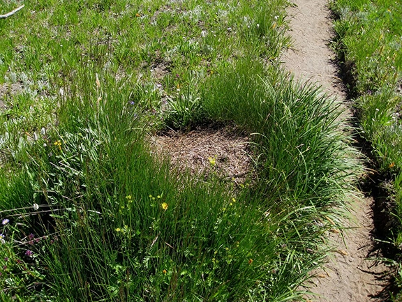 Ant hill in the garden