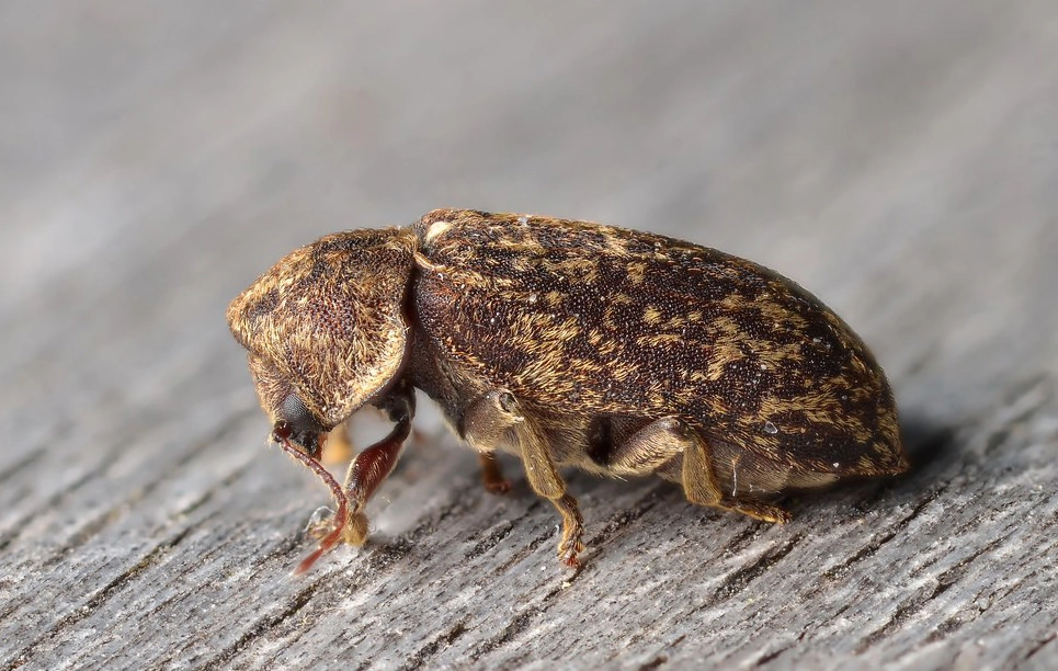 Deathwatch Beetle