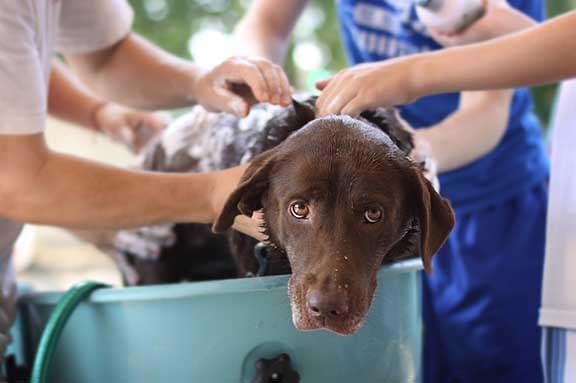 Dog in bath