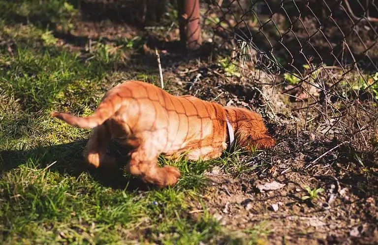 Dog digging up a fire ant nest